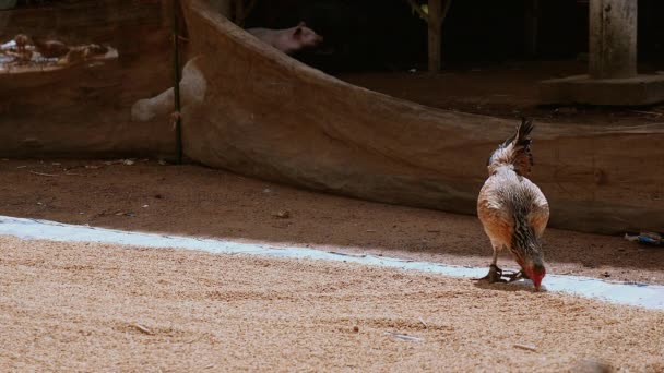 Chicken pecking for rice seeds laid on a ground tarp — Stock Video