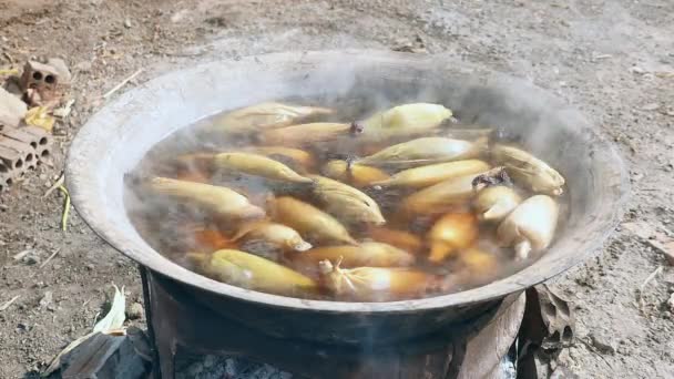 Καλαμπόκι που βράζει σε μια μεγάλη κατσαρόλα σε ένα ανοικτό φωτιά (φαγητό του δρόμου ) — Αρχείο Βίντεο