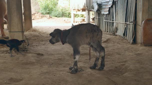 Bufalo appena nato in piedi per la prima volta in un fienile — Video Stock