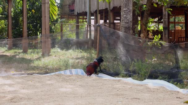 Gallo picoteando semillas de arroz puestas en una lona molida — Vídeos de Stock