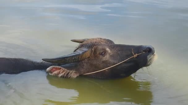 Närbild på vattenbuffel i floden under bad tid — Stockvideo