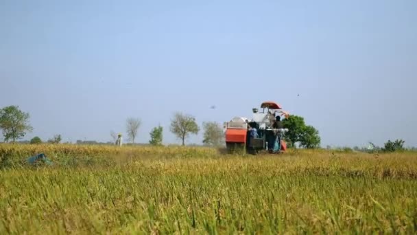 联合收获水稻作物和群鸟飞过 — 图库视频影像