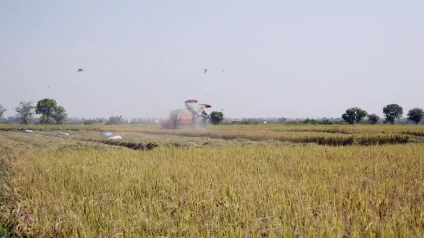 Combiner la récolte de riz et la volée d'oiseaux survolant 