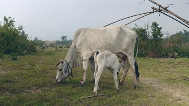 Vacca bianca al pascolo nel campo con il suo vitello latte in allattamento da capezzoli — Video Stock