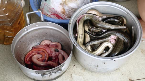 Panelas de aço cheias de cobras capturadas para cozinhar — Vídeo de Stock