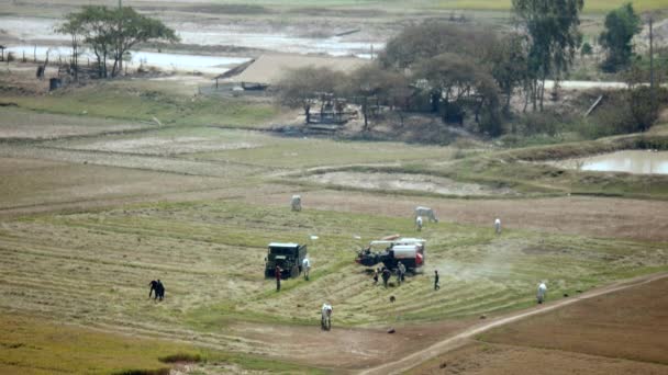 Верхний вид рисового поля, когда фермеры переносят урожай с комбайна на грузовик — стоковое видео