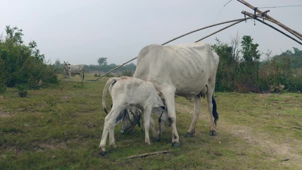 Biały krowa wypas w polu z jej łydki karmienia mleko ze smoczków do karmienia niemowląt — Wideo stockowe