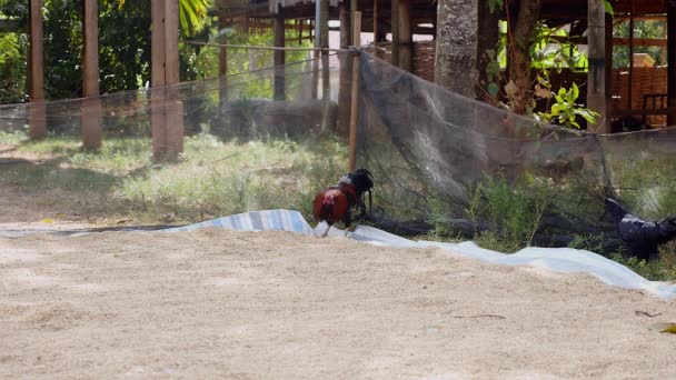 Gallo picoteando semillas de arroz en pluma y pollo negro en el lado — Vídeos de Stock