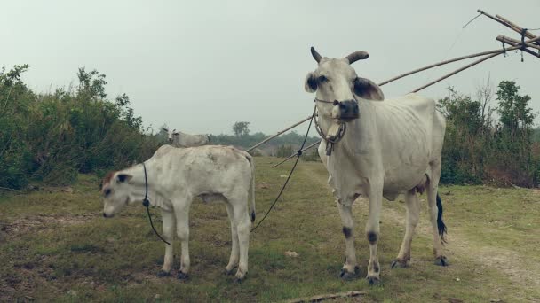 Vaca e seu bebê lado a lado no campo — Vídeo de Stock