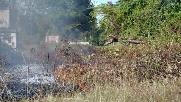 Unwanted brush and weeds burning out — Stock Video