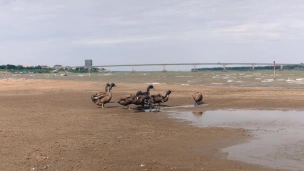 Пліт качок на березі річки в вітряний день — стокове відео