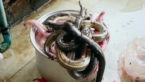 Grandes serpientes capturadas y agrupadas en una olla de acero grande y vuela por todas partes — Vídeos de Stock