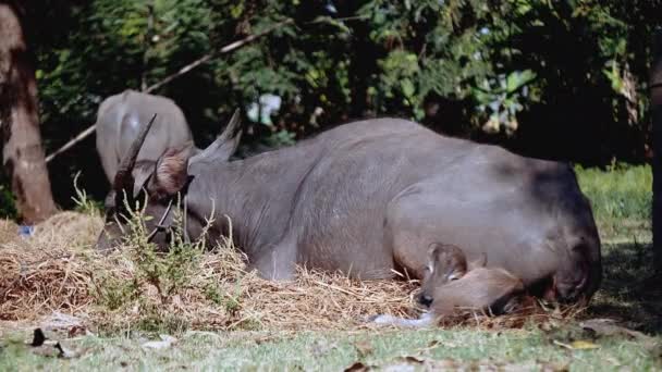 水牛和小牛躺下和放牧在太阳中的字段 — 图库视频影像