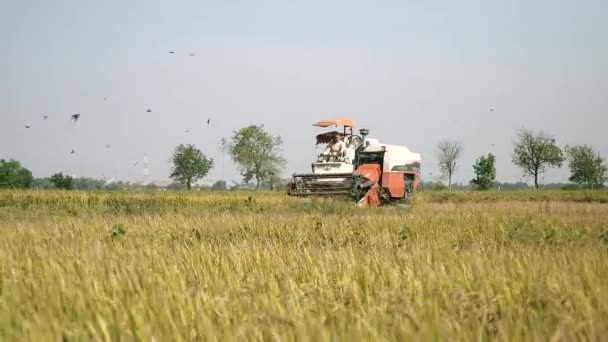 Combinar colheitas de arroz e bandos de aves sobrevoando — Vídeo de Stock