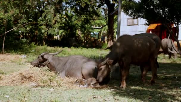 Water buffaloes and calf grazing and lying in a field in shade and sun — Stock Video