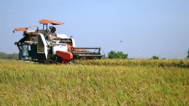 Combinar la cosecha de cultivos de arroz y bandada de aves volando sobre — Vídeos de Stock