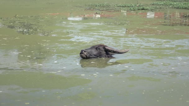 Buffalo d'acqua che fa il bagno in uno stagno — Video Stock