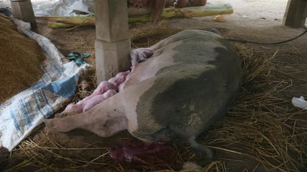 Sow tied with rope while newborn piglets suckling on it teats for milk — Stock Video