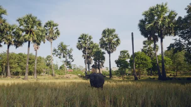 Búfalo de água grávida pastando em um campo de feno — Vídeo de Stock