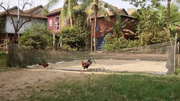 Gallo y pollo tratando de picotear semillas de arroz a través de una red — Vídeo de stock