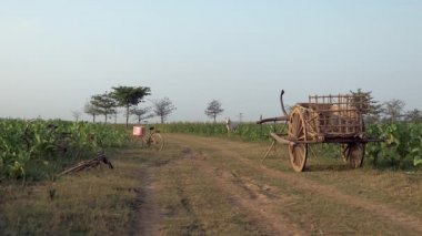 wooden cart maintained horizontally on the rural path through tobacco fields