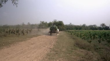 çiftçi hasat tütün taşıyan bir kağnı sürüş ile tütün alanlar tozlu toprak yolda bırakır