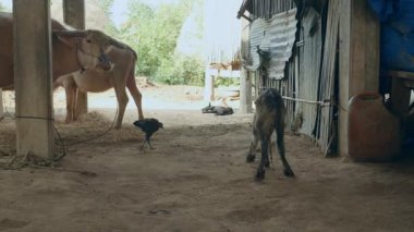 onun anne bufalo yanındaki bir ahır içinde ilk kez kendi ayakları üzerinde bufalo buzağı ayakta çim yeme iple bağladı