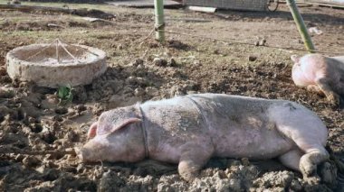 domuz çamur içinde ve yerde uyku iple bağladı