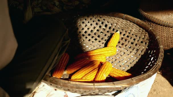 Farmers dumping shucked corn into wreath basket with bamboo between shadow and light ( close up ) — Stock Video