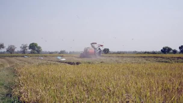Cambogia-marzo 2015: raccolta combinata di riso e stormo di uccelli che sorvolano — Video Stock
