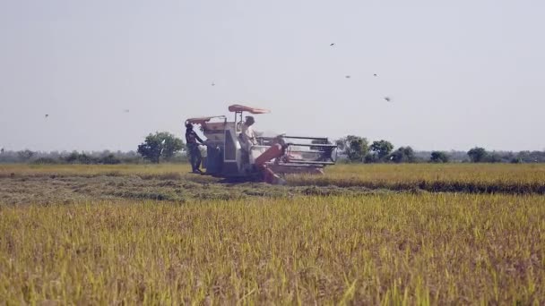 Kombinovat, sklizeň, pěstování rýže a hejna ptáků, kteří létali nad — Stock video