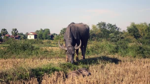 Buffle d'eau attaché avec la corde broutant dans le champ avec son bébé dormant sur le sol — Video