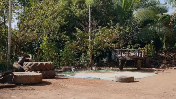 Aves de corral picoteando semillas de arroz colocadas en una lona molida junto a un carro — Vídeos de Stock