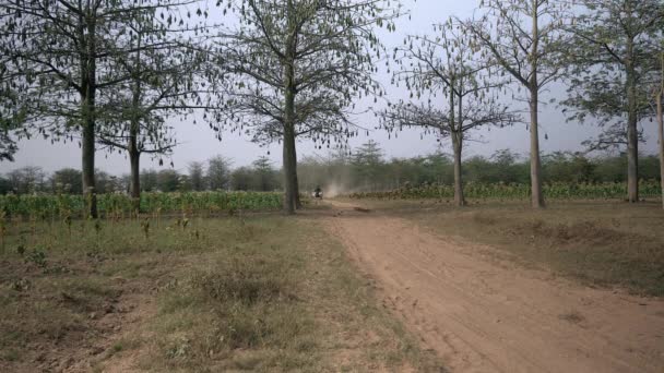 Farmer driving an oxcart carrying harvested tobacco leaves on a dusty earth path through tobacco fields — Stock Video