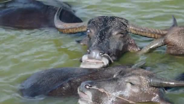 Gros plan sur les buffles d'eau dans la rivière pendant l'heure du bain 