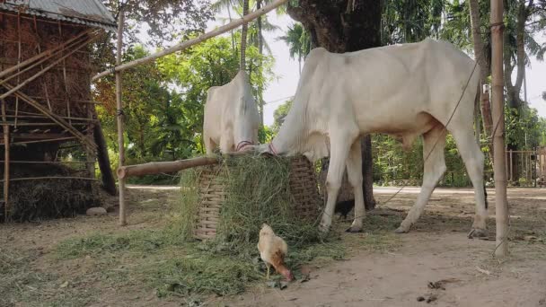 암소는 농장 구내에 밧줄으로 묶여와 대나무 바구니에서 풀을 먹는 — 비디오