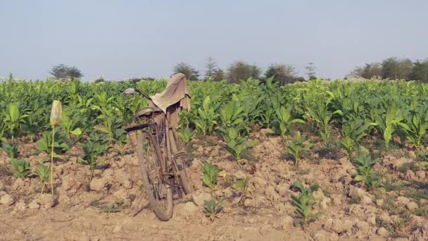 Vélo debout sur le côté d'un champ de tabac avec un tissu accroché dessus pendant que l'agriculteur récolte des feuilles de tabac — Video