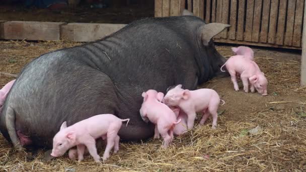 Los lechones tratando de agarrar los pezones de los pezones de una cerda negra con el pelo denso acostado en el suelo — Vídeos de Stock