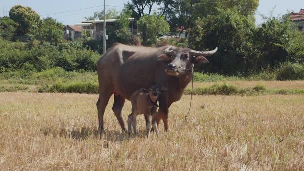 Water buffalo and his baby ruminating side by side in the field — Stock Video