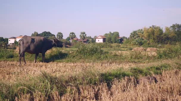 Waterbuffel vastgebonden met rijpe grazen in een veld en kalf uitgestrekt op de voorgrond — Stockvideo