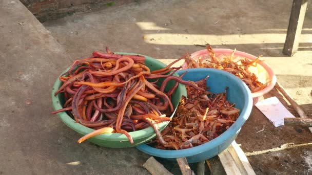 Moscas alimentando-se de cobras fritas e rãs dentro de bacias plásticas no chão — Vídeo de Stock