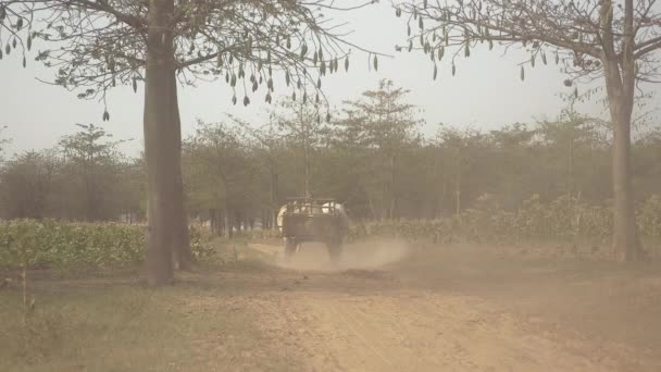 Вид фермера, проезжающего на пустой тележке с быками по пыльной сельской тропинке через табачное поле — стоковое видео