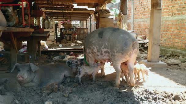 Lechones agarrando pezones como cerda está de pie bajo stilt-house , — Vídeos de Stock