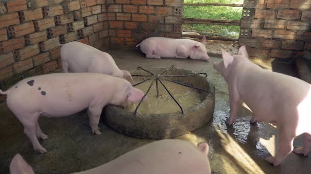 Condujo de cerdos comiendo fuera de un bebedero o acostado dentro de una pluma — Vídeo de stock