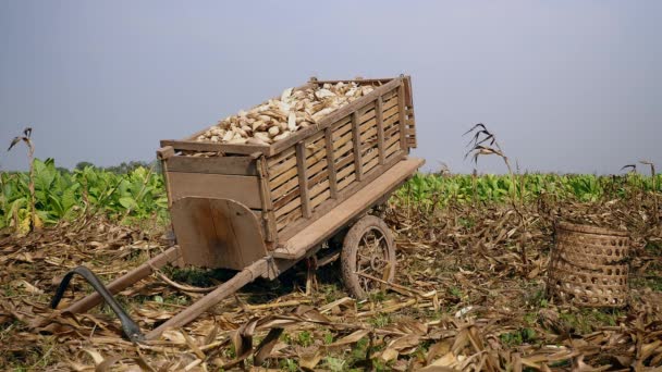 Деревянная повозка с кукурузой и бамбуковой корзиной на земле на краю кукурузного поля — стоковое видео