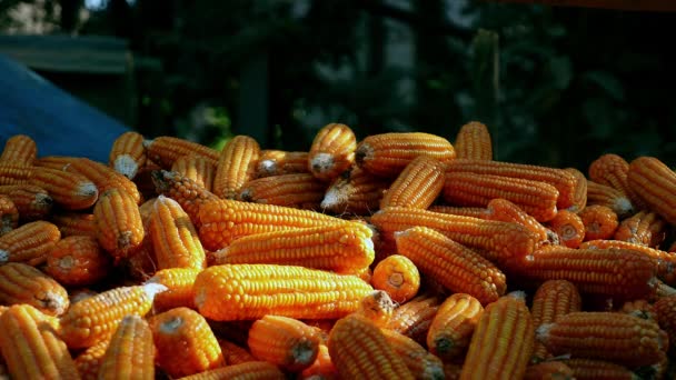 Primer plano en mazorcas de maíz apiladas — Vídeos de Stock