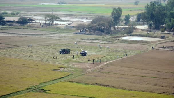 Верхний вид на рисовое поле, когда фермеры переносят урожай с комбайна на грузовик — стоковое видео