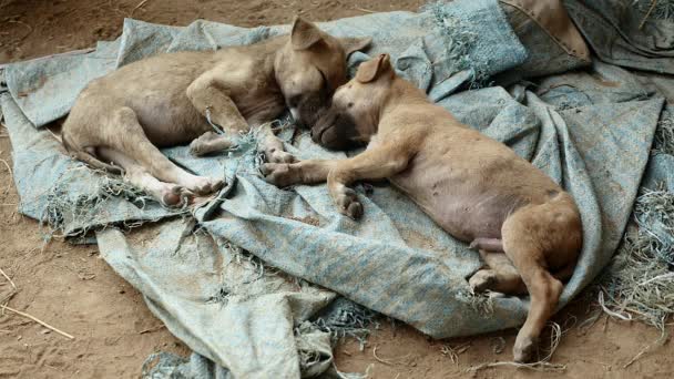 Закрыть пару щенков, спящих на брезенте — стоковое видео
