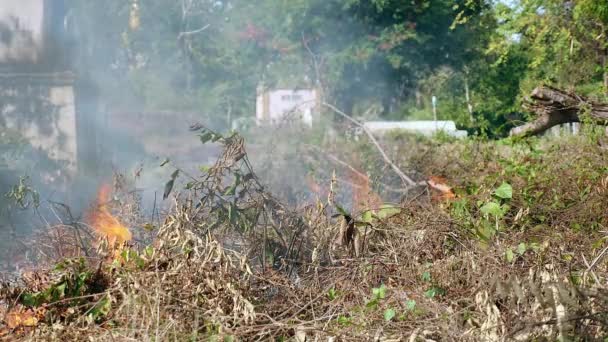 Unwanted brush and weeds burning out — Stock Video