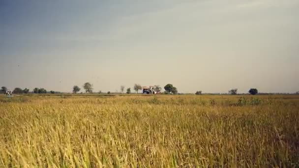 Combiner la récolte de riz et la volée d'oiseaux survolant 